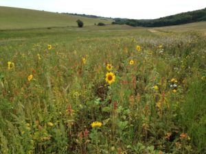 Arable landscape, Northamptonshire