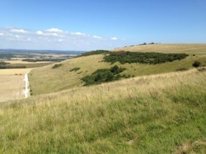 Maintenance of species-rich semi-natural grassland on the South Downs