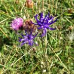 Round-headed rampion (Phyteuma orbiculare) on the South Downs