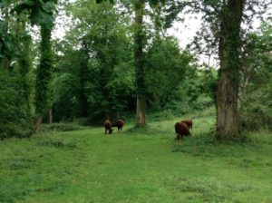 Maintenance of woodpasture using rare breed Red Devon cattle, Somerset